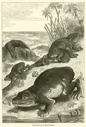 Cheirotherium, ou animal à main