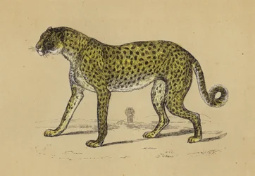 Guépard