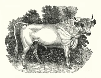 Bétail de Chillingham (gravure)