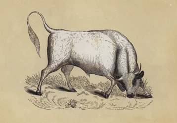 Taureau sauvage de Chillingham