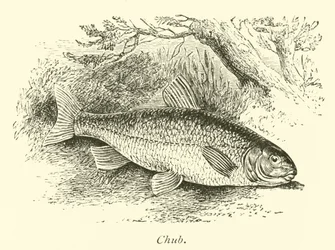 Chevesne