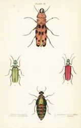 Cissites maculata 1, variegated oil beetle, Meloe variegatus 2, Spanish fly, Lytta vesicatoria 3, et Nuttall’s blister beetle, Lytta nuttalli 4