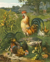 Coq, le Victorieux