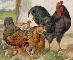Coq, poule et poussins
