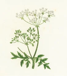Ciguë maculée, Conium Maculatum