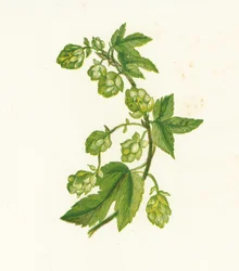 Houblon, Humulus Lupulus