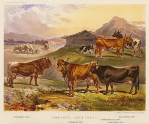 Bétail continental