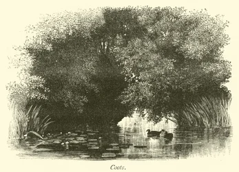 Foulques