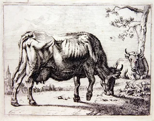 Vaches au pâturage