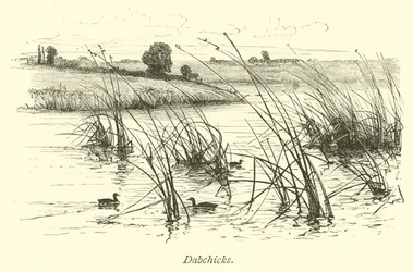 Grèbes castagneux