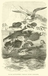 Dactylopterus Volitans, grondins volants