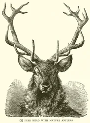 Tête de cerf avec des bois matures