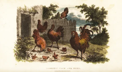 Coq et poule domestiques avec leurs poussins dans une basse-cour
