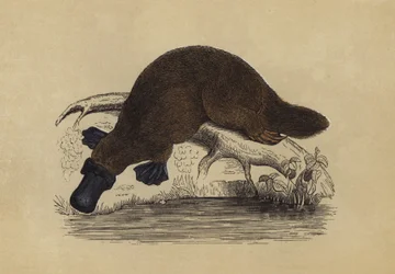 Ornithorynque