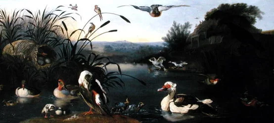 Canards sur un étang