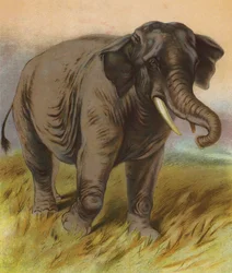 Éléphant
