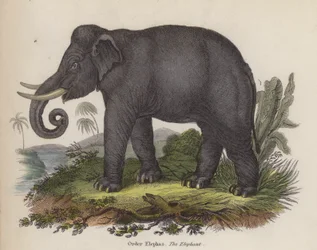 Éléphant