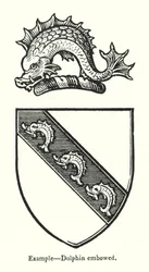Exemple, dauphin courbé (gravure)