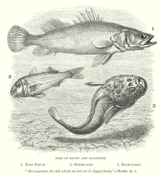 Poissons d