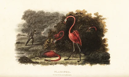 Flamants roses regardant avec étonnement leurs compagnons se faire abattre par un chasseur