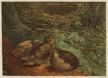 Nichée de jeunes oiseaux