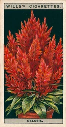 Culture de fleurs en pots : Célosie (chromolitho)