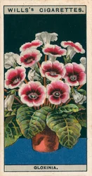 Culture de fleurs en pots : Gloxinia (chromolitho)