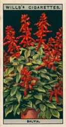 Culture de fleurs en pots : Salvia (chromolitho)