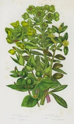 Plantes à fleurs de Grande-Bretagne : Épurge, Épurge des bois, Épurge arbustive rouge, Buis