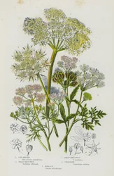 Plantes à fleurs de Grande-Bretagne : Berce commune, Petite Hart-Wort, Grande Hart-Wort, Coriandre, Ciguë (lithographie en couleur)