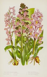 Plantes à fleurs de Grande-Bretagne : Orchis à ailes vertes, Orchis pourpre précoce, Orchis à ailes sombres nain, Orchis à grandes ailes brunes
