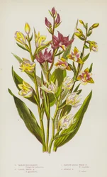 Plantes à fleurs de Grande-Bretagne : Helleborine des marais, Grande helleborine blanche, Helleborine blanche à feuilles étroites, Helleborine pourpre