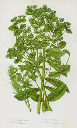 Plantes à fleurs de Grande-Bretagne : Euphorbe des marais, Euphorbe velue coralliforme, Euphorbe à branches feuillues, Euphorbe cyprès