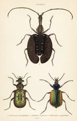 Chasseur de chenilles forestières, Calosoma sycophanta 1, carabe, Elaphrus riparius 2, et coléoptère violon, Mormolyce phyllodes 3