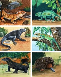 Animaux à quatre pattes qui pondent des œufs