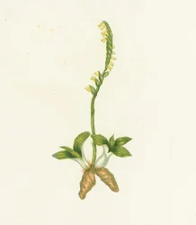 Spiranthe odorante, Neottia Spiralis