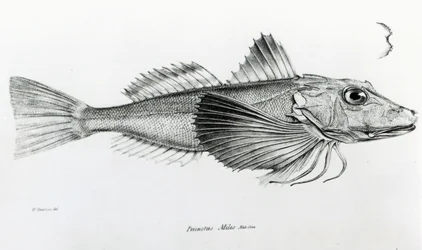Galapagos Gurnard, planche 6 de 