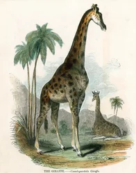 Girafe