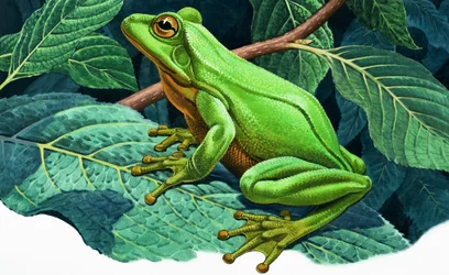 Grande grenouille verte