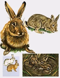 Lièvres et lapins