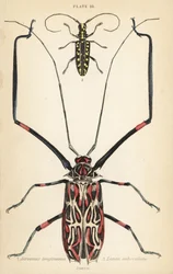 Coléoptère arlequin, Acrocinus longimanus 1, et coléoptère longicorne à face plate, Taeniotes subocellatus 2