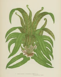 Scolopendre (Asplenium scolopendrium)