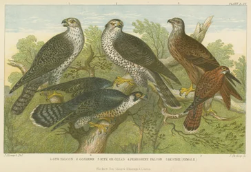 Faucons et éperviers