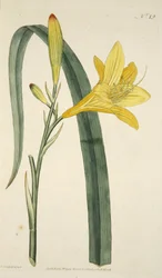 Hemerocallis Flava (Lys jaune) du The Botanical Magazine or Flower Garden Displayed, pub. 1796 (gravure colorée à la main)