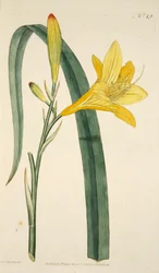 Hemerocallis Flava Lis jaune, pub. 1796
