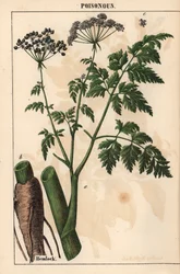 Ciguë ou Conium maculatum, de 