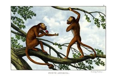 Singe hurleur