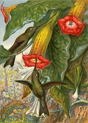 Colibris