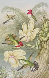 Colibris parmi les fleurs tropicales