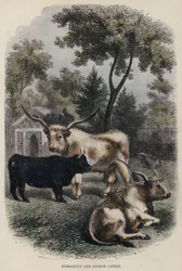 Bétail hongrois et écossais